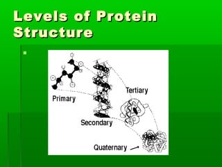 Levels of Protein
Structure
 
 
