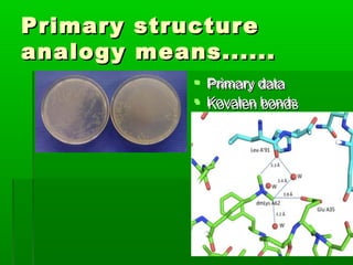 Primary   structure
analogy   means......
                 Primary data
                  Primary data
                 Kovalen bonds
                  Kovalen bonds
 