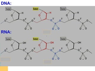 DNA:
RNA:
 