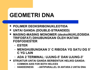 GEOMETRI DNA
 POLIMER DEOKSRIBONUKLEOTIDA
 UNTAI GANDA (DOUBLE-STRANDED)
 MASING-MASING MONOMER (deoksiNUKLEOSIDA
TRIFOSFAT) DIHUBUNGKAN OLEH IKATAN
FOSFODIESTER
– ESTER
– MENGHUBUNGKAN 3’ C RIBOSA YG SATU DG 5’
C YG LAIN
– ADA 2 TERMINAL: UJUNG-5’ DAN UJUNG-3’
 STRUKTUR UNTAI GANDA BERBENTUK HELIKS GANDA:
– COMMON AXIS FOR BOTH HELICES
– HANDEDNESS - ANTIPARALLEL DI ANTARA 2 UNTAI DNA
 