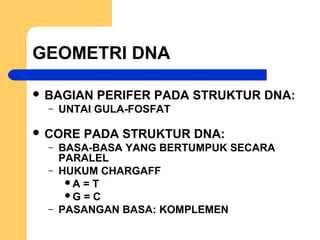 GEOMETRI DNA
 BAGIAN PERIFER PADA STRUKTUR DNA:
– UNTAI GULA-FOSFAT
 CORE PADA STRUKTUR DNA:
– BASA-BASA YANG BERTUMPUK SECARA
PARALEL
– HUKUM CHARGAFF
A = T
G = C
– PASANGAN BASA: KOMPLEMEN
 