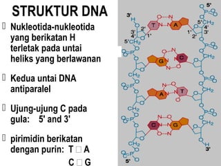 STRUKTUR DNA
 Nukleotida-nukleotida
yang berikatan H
terletak pada untai
heliks yang berlawanan
 Kedua untai DNA
antiparalel
 Ujung-ujung C pada
gula: 5' and 3'
 pirimidin berikatan
dengan purin: T  A
C  G
 