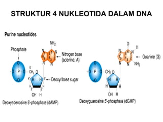 STRUKTUR 4 NUKLEOTIDA DALAM DNA
 