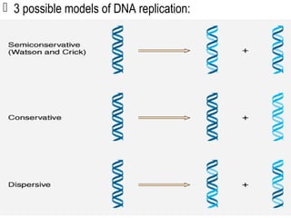  3 possible models of DNA replication:
 