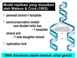  parental strand = template
 semiconservative model:
new double helix has
- 1 template
strand and
- 1 new daughter strand
 replication fork
Model replikasi yang diusulkan
oleh Watson & Crick (1953):
DNA disintesis dalam bentuk untai ganda
 