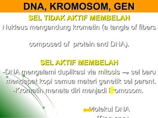 DNA, KROMOSOM, GENDNA, KROMOSOM, GEN
SEL TIDAK AKTIF MEMBELAHSEL TIDAK AKTIF MEMBELAH
Nukleus mengandung kromatin (a tangle of fibersNukleus mengandung kromatin (a tangle of fibers
composed of protein and DNA).composed of protein and DNA).
SEL AKTIF MEMBELAHSEL AKTIF MEMBELAH
-DNA mengalami duplikasi via-DNA mengalami duplikasi via mitosismitosis →→ sel barusel baru
mendapat kopi semua materi genetik sel parent.mendapat kopi semua materi genetik sel parent.
-Kromatin menata diri menjadi kromosom.-Kromatin menata diri menjadi kromosom.
Molekul DNAMolekul DNAProtein
 