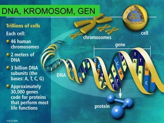 DNA, KROMOSOM, GEN
 