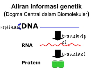 Aliran informasi genetik
(Dogma Central dalam Biomolekuler)
DNA
RNA
Protein
transkrip
si
translasi
replikasi
 