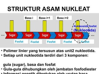 STRUKTUR ASAM NUKLEAT
• Polimer linier yang tersusun atas unit2 nukleotida.
• Setiap unit nukleotida terdiri dari 3 komponen:
gula (sugar), basa dan fosfat
• Gula-gula dihubungkan oleh jembatan fosfodiester
Basa i Basa i+1 Basa i+2
Fosfat Fosfat Fosfat Fosfat Fosfat
Nukleosida fosfat
(Nukleotida)
 