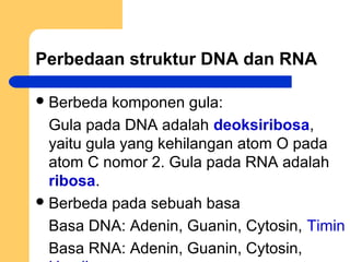 Perbedaan struktur DNA dan RNA
Berbeda komponen gula:
Gula pada DNA adalah deoksiribosa,
yaitu gula yang kehilangan atom O pada
atom C nomor 2. Gula pada RNA adalah
ribosa.
Berbeda pada sebuah basa
Basa DNA: Adenin, Guanin, Cytosin, Timin
Basa RNA: Adenin, Guanin, Cytosin,
 