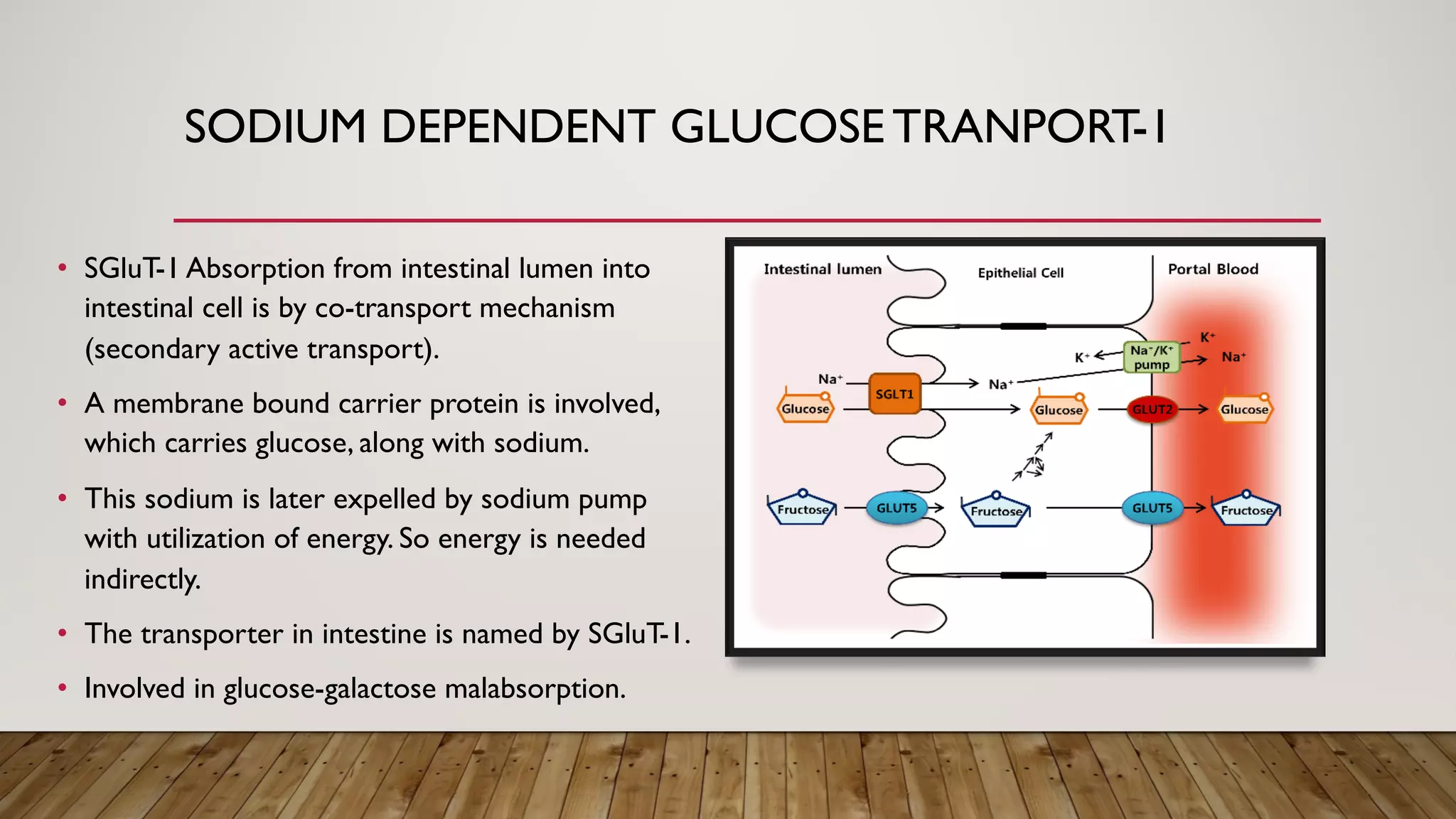 SODIUM DEPENDENT GLUCOSE TRANPORT-1
• SGluT-1 Absorption from intestinal lumen into
intestinal cell is by co-transport mechanism
(secondary active transport).
• A membrane bound carrier protein is involved,
which carries glucose, along with sodium.
• This sodium is later expelled by sodium pump
with utilization of energy. So energy is needed
indirectly.
• The transporter in intestine is named by SGluT-1.
• Involved in glucose-galactose malabsorption.
 