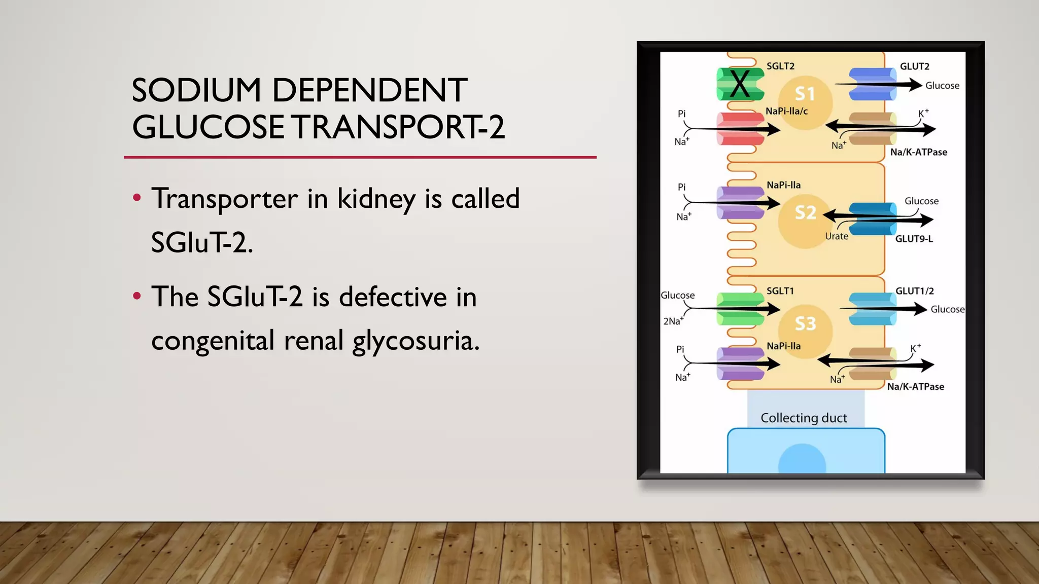SODIUM DEPENDENT
GLUCOSE TRANSPORT-2
• Transporter in kidney is called
SGluT-2.
• The SGluT-2 is defective in
congenital renal glycosuria.
 
