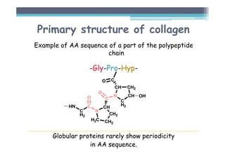 Primary structure of collagen
Example of AA sequence of a part of the polypeptide
chain
-Gly-Pro-Hyp-
Globular proteins rarely show periodicity
in AA sequence.
 