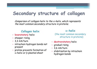 Secondary structure of collagen
Collagen helix
• levorotatory helix
• steeper rising
• 3,3 AA/turn
• intrachain hydrogen bonds not
present
• proline prevents formation of
α-helix or β-pleated sheet
α
α
α
α-helix
(the most common secondary
structure in proteins)
• dextrorotatory helix
• gradual rising
• 3,6 AA/turn
• stabilization by intrachain
hydrogen bonds
Comparison of collagen helix to the α-helix, which represents
the most common secondary structure in proteins.
 