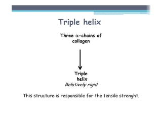 Triple helix
Three α
α
α
α-chains of
collagen
Triple
helix
Relatively rigid
This structure is responsible for the tensile strenght.
 