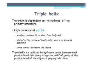 Triple helix
The origin is dependent on the oddness of the
primary structure
• High presence of glycine
▫ smallest amino acid, no side chain (only –H)
▫ placed in the centre of triple helix, where no space is
available
▫ close contact between the chains
Triple helix is stabilized by hydrogen bonds between each
peptide bond -NH group of glycine and C=O group of the
peptide bond of the adjacent polypeptide chain.
 