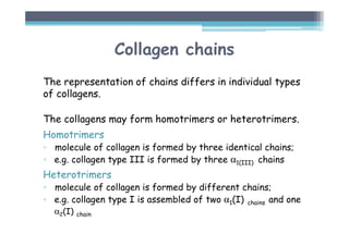 The representation of chains differs in individual types
of collagens.
The collagens may form homotrimers or heterotrimers.
Homotrimers
▫ molecule of collagen is formed by three identical chains;
▫ e.g. collagen type III is formed by three α1(III) chains
Heterotrimers
▫ molecule of collagen is formed by different chains;
▫ e.g. collagen type I is assembled of two α1(I) chains and one
α2(I) chain
Collagen chains
 