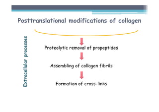 Proteolytic removal of propeptides
Assembling of collagen fibrils
Formation of cross-links
Extracellular
processes
Posttranslational modifications of collagen
 