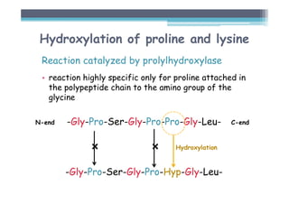 Hydroxylation of proline and lysine
Reaction catalyzed by prolylhydroxylase
• reaction highly specific only for proline attached in
the polypeptide chain to the amino group of the
glycine
-Gly-Pro-Ser-Gly-Pro-Pro-Gly-Leu-
 
-Gly-Pro-Ser-Gly-Pro-Hyp-Gly-Leu-
N-end C-end
Hydroxylation
 
