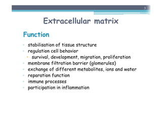 Extracellular matrix
Function
▫ stabilisation of tissue structure
▫ regulation cell behavior
 survival, development, migration, proliferation
▫ membrane filtration barrier (glomerules)
▫ exchange of different metabolites, ions and water
▫ reparation function
▫ immune processes
▫ participation in inflammation
3
 