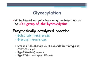 Glycosylation
• Attachment of galactose or galactosylglucose
to -OH group of the hydroxylysine
Enzymatically catalyzed reaction
▫ Galactosyltransferase
▫ Glucosyltransferase
Number of saccharide units depends on the type of
collagen - e.g.:
▫ Type I (tendons) – 6 units
▫ Type II (lens envelope) – 110 units
 