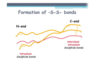 Formation of –S-S- bonds
I
S
I
S
I
I
S
I
S
I
C-end
N-end
interchain
intrachain
disulphide bonds
intrachain
disulphide bonds
 