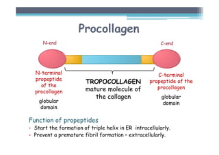 Procollagen
Function of propeptides
• Start the formation of triple helix in ER intracellularly.
• Prevent a premature fibril formation – extracellularly.
N-terminal
propeptide
of the
procollagen
globular
domain
C-terminal
propeptide of the
procollagen
globular
domain
TROPOCOLLAGEN
mature molecule of
the collagen
N-end C-end
 