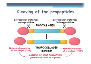 N-terminal propeptide
of procollagen (PINP)
MARKERS OF BONE FORMATION
(detection in serum or in plasma)
Cleaving of the propeptides
C-terminal propeptide
of procollagen (PICP)
Extracellular proteinase
Aminopeptidase
Extracellular proteinase
Carboxypeptidase








PROCOLLAGEN
TROPOCOLLAGEN
monomer
 