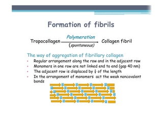 The way of aggregation of fibrillary collagen
• Regular arrangement along the row and in the adjacent row
• Monomers in one row are not linked end to end (gap 40 nm)
• The adjacent row is displaced by ¼ of the length
• In the arrangement of monomers act the weak noncovalent
bonds
Formation of fibrils
Polymeration
Tropocollagen Collagen fibril
(spontaneous)
 