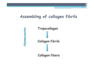 Tropocollagen
Collagen fibrils
Polymerisation
Collagen fibers
Assembling of collagen fibrils
 