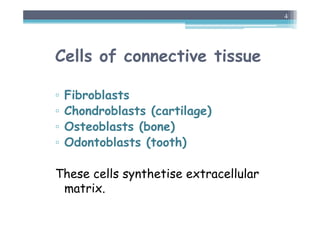 Cells of connective tissue
▫ Fibroblasts
▫ Chondroblasts (cartilage)
▫ Osteoblasts (bone)
▫ Odontoblasts (tooth)
These cells synthetise extracellular
matrix.
4
 