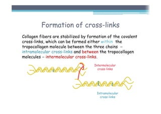 Formation of cross-links
Collagen fibers are stabilized by formation of the covalent
cross-links, which can be formed either within the
tropocollagen molecule between the three chains −
intramolecular cross-links and between the tropocollagen
molecules − intermolecular cross-links.
Intermolecular
cross-links
Intramolecular
cross-links
 