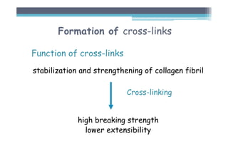 Formation of cross-links
Function of cross-links
stabilization and strengthening of collagen fibril
high breaking strength
lower extensibility
Cross-linking
 