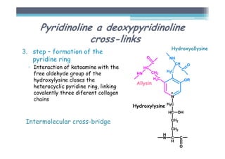 Pyridinoline a deoxypyridinoline
cross-links
3. step – formation of the
pyridine ring
▫ Interaction of ketoamine with the
free aldehyde group of the
hydroxylysine closes the
heterocyclic pyridine ring, linking
covalently three diferent collagen
chains
Intermolecular cross-bridge
Allysin
Hydroxyallysine
Hydroxylysine
 