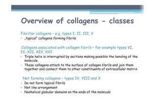 Fibrillar collagens – e.g. types I, II, III, V
• „typical“ collagens forming fibrils
Collagens associated with collagen fibrils – for example types VI,
IX, XII, XIV, XVI
• Triple helix is interrupted by sections making possible the bending of the
molecule.
• These collagens attach to the surface of collagen fibrils and join them
together and connect them to other constituents of extracellular matrix
Net forming collagens – types IV, VIII and X
• Do not form typical fibrils
• Net like arrangement
• Nonhelical globular domains on the ends of the molecule
Overview of collagens - classes
 