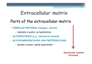 Extracellular matrix
Parts of the extracellular matrix
• FIBRILLAR PROTEINS (collagen, elastin)
• insoluble in water, no hydratation
• GLYCOPROTEINS (e.g. fibronectin,laminin)
• GLYCOSAMINOGLYCANS AND PROTEOGLYCANS
• soluble in water, easily hydratated
5
Saccharide content
increases
 