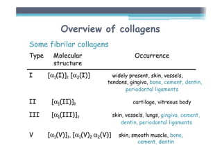 Overview of collagens
Some fibrilar collagens
Type Molecular Occurrence
structure
I [α1(I)]2 [α2(I)] widely present, skin, vessels,
tendons, gingiva, bone, cement, dentin,
periodontal ligaments
II [α1(II)]3 cartilage, vitreous body
III [α1(III)]3 skin, vessels, lungs, gingiva, cement,
dentin, periodontal ligaments
V [α1(V)]3, [α1(V)2 α2(V)] skin, smooth muscle, bone,
cement, dentin
 