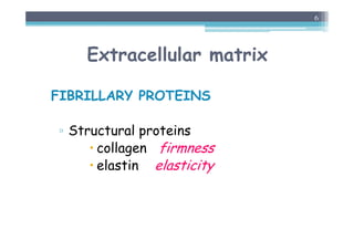 Extracellular matrix
FIBRILLARY PROTEINS
▫ Structural proteins
 collagen firmness
 elastin elasticity
6
 
