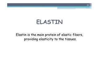 ELASTIN
Elastin is the main protein of elastic fibers,
providing elasticity to the tissues.
61
 