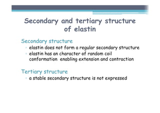 Secondary and tertiary structure
of elastin
Secondary structure
▫ elastin does not form a regular secondary structure
▫ elastin has an character of random coil
conformation enabling extension and contraction
Tertiary structure
▫ a stable secondary structure is not expressed
 