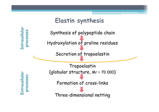 Elastin synthesis
Synthesis of polypeptide chain
Hydroxylation of proline residues
Secretion of tropoelastin
Tropoelastin
(globular structure, Mr = 70 000)
Formation of cross-links
Three-dimensional netting
Intracellular
processes
Extracellular
processes
 