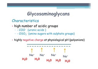 Glycosaminoglycans
Characteristics
• high number of acidic groups
▫ - COO- (uronic acids )
▫ - OSO3
- (amino sugars with sulphate groups)
• highly negative charge at physiological pH (polyanions)
Na+ Na+ Na+
Na+
H20 H20 H20
H20
H20
 