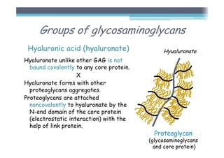Groups of glycosaminoglycans
Hyaluronic acid (hyaluronate)
Hyaluronate unlike other GAG is not
bound covalently to any core protein.
X
Hyaluronate forms with other
proteoglycans aggregates.
Proteoglycans are attached
noncovalently to hyaluronate by the
N-end domain of the core protein
(electrostatic interaction) with the
help of link protein.
Proteoglycan
(glycosaminoglycans
and core protein)
Hyualuronate
 
