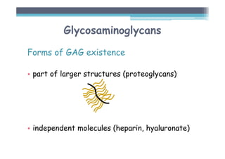 Glycosaminoglycans
Forms of GAG existence
• part of larger structures (proteoglycans)
• independent molecules (heparin, hyaluronate)
 