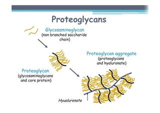 Proteoglycans
Glycosaminoglycan
(non branched saccharide
chain)
Proteoglycan
(glycosaminoglycans
and core protein)
Proteoglycan aggregate
(proteoglycans
and hyaluronate)
Hyualuronate
 
