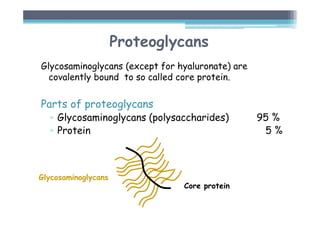 Proteoglycans
Glycosaminoglycans (except for hyaluronate) are
covalently bound to so called core protein.
Parts of proteoglycans
▫ Glycosaminoglycans (polysaccharides) 95 %
▫ Protein 5 %
Core protein
Glycosaminoglycans
 