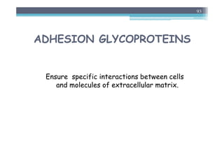 ADHESION GLYCOPROTEINS
Ensure specific interactions between cells
and molecules of extracellular matrix.
93
 