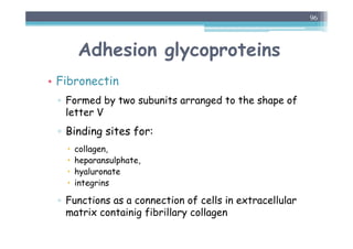 Adhesion glycoproteins
• Fibronectin
▫ Formed by two subunits arranged to the shape of
letter V
▫ Binding sites for:
 collagen,
 heparansulphate,
 hyaluronate
 integrins
▫ Functions as a connection of cells in extracellular
matrix containig fibrillary collagen
96
 