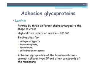 Adhesion glycoproteins
• Laminin
▫ Formed by three different chains arranged to the
shape of cross
▫ High relative molecular mass Mr = 950 000
▫ Binding sites for:
 collagen of type IV
 heparansulphate,
 hyaluronate,
 cell adhesion receptors
▫ Adhesion glycoprotein of the basal membrane –
connect collagen type IV and other compounds of
the membrane
97
 