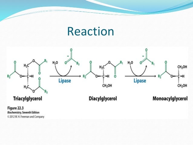 Pancreatic lipase ppt